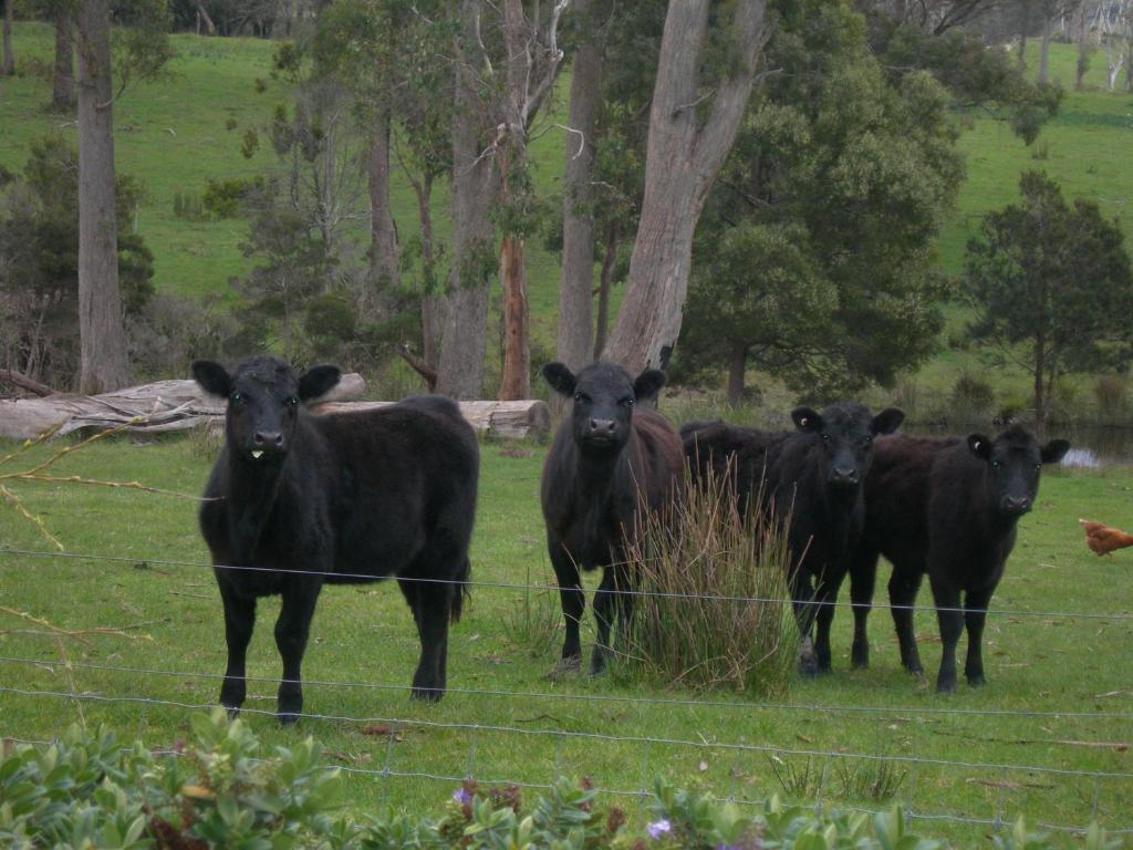 Platypus Park Country Retreat Villa Bridport Oda fotoğraf