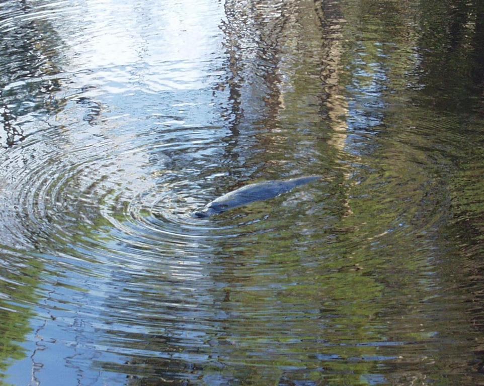 Platypus Park Country Retreat Villa Bridport Oda fotoğraf