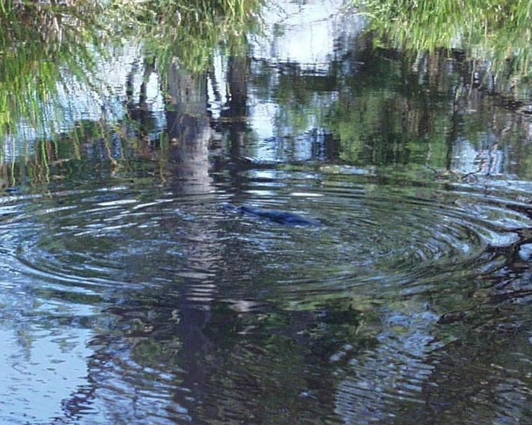 Platypus Park Country Retreat Villa Bridport Oda fotoğraf